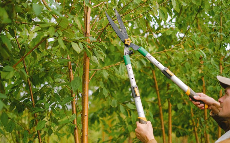 Tree trimming in Harbeson, DE