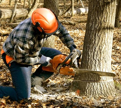 Tree Removal in Harbeson, DE